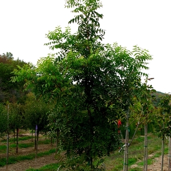 Pistacia chinensis '' (021623)