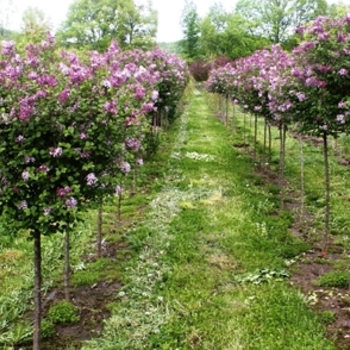 Syringa meyeri 'Palibin' (021643)