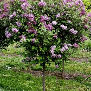 Syringa meyeri 'Palibin' (021644)