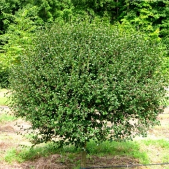 Syringa meyeri 'Palibin' (021645)