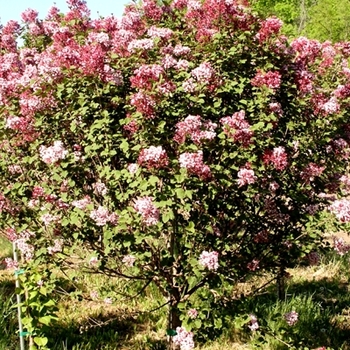 Syringa 'Tinkerbelle' (021647)