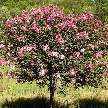 Syringa 'Tinkerbelle' (021648)