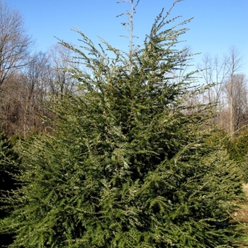 Tsuga canadensis '' (021657)