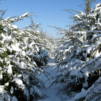 Tsuga canadensis '' (021661)