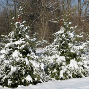 Tsuga canadensis '' (021662)