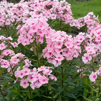 Phlox paniculata 'Rowie' (021760)