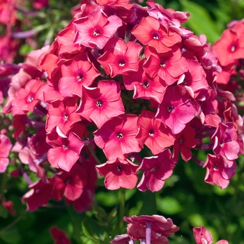 Phlox x arendsii 'Miss Mary' (021775)