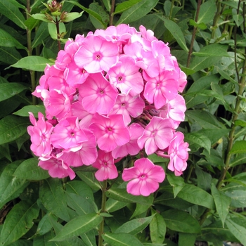 Phlox paniculata 'Little Princess' (021782)