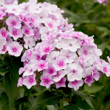 Phlox paniculata 'John Fanick' (021789)