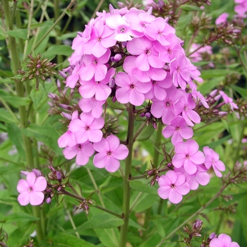 Phlox x arendsii 'Hesperis' (021827)