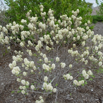 Fothergilla gardenii '' (021902)