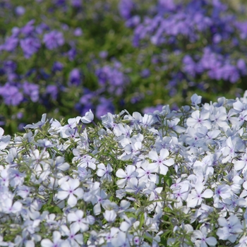 Phlox divaricata 'Manita' (021989)