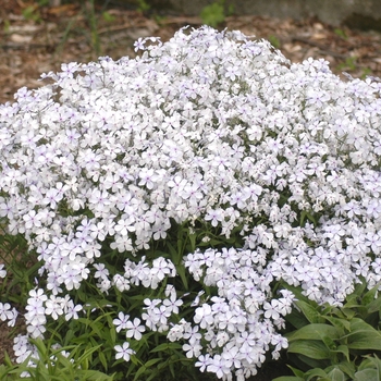 Phlox divaricata 'Manita' (021990)