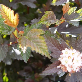 Physocarpus opulifolius 'Center Glow' (022010)