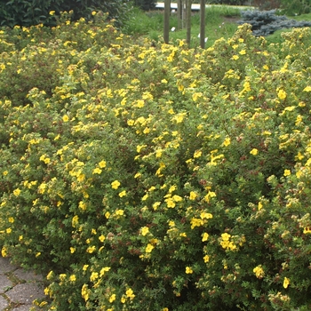 Potentilla fruticosa 'Goldfinger'