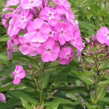 Phlox paniculata 'Eden's Smile' (022119)