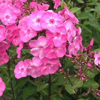 Phlox paniculata 'Eden's Glow' (022120)