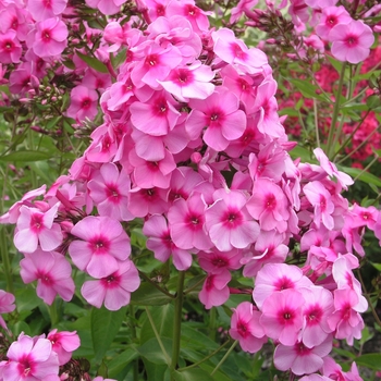 Phlox paniculata 'Dorffreude' (022123)