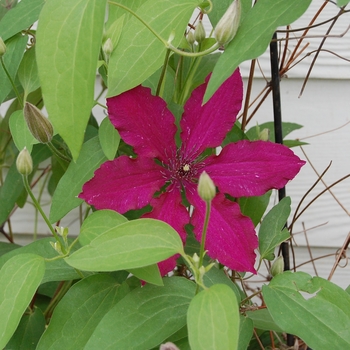 Clematis 'Niobe' (022130)