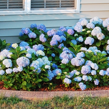 Hydrangea macrophylla 'Big Daddy' (022131)