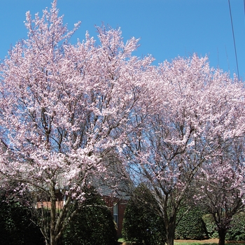 Pyrus calleryana 'Bradford' (022135)