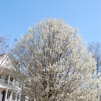 Pyrus calleryana 'Bradford' (022136)