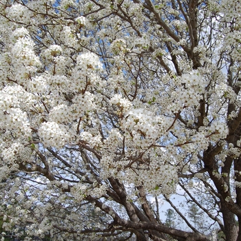 Pyrus calleryana 'Bradford' (022137)