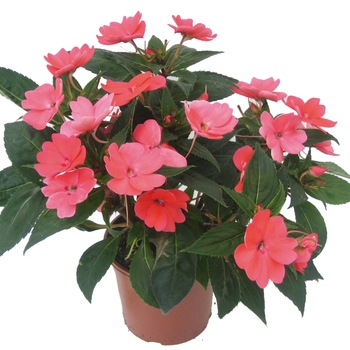 Impatiens SunPatiens® '' (022146)