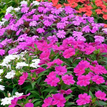 Impatiens SunPatiens® 'Series' (022148)