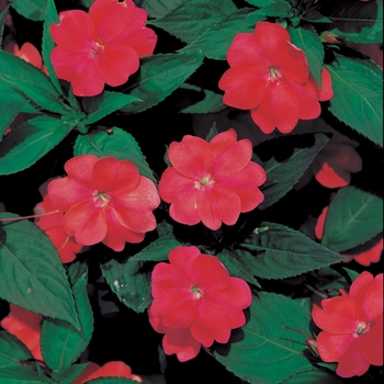 Impatiens SunPatiens® '' (022155)