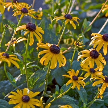 Rudbeckia fulgida '' (022197)