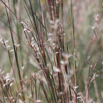 Schizachyrium scoparium 'The Blues' (022202)