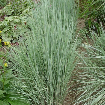 Schizachyrium scoparium 'The Blues' (022203)