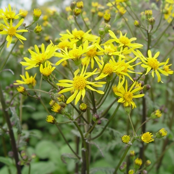 Senecio aureus '' (022206)