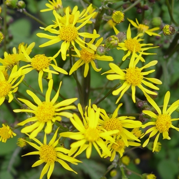 Senecio aureus '' (022207)