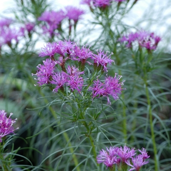 Vernonia lettermannii 'Iron Butterfly' (022218)