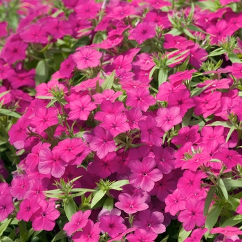 Phlox drummondii 'Astoria Hot Pink' (022246)