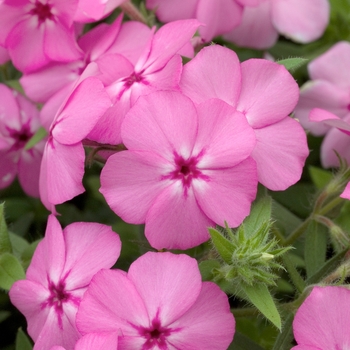 Phlox drummondii 'Astoria Pink' (022250)