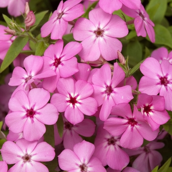 Phlox drummondii 'Astoria Pink' (022251)