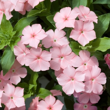 Phlox drummondii 'Astoria Peach' (022256)