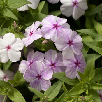 Phlox drummondii 'Astoria Pink Splash' (022258)