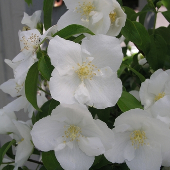 Philadelphus x virginalis 'Natchez' (022277)