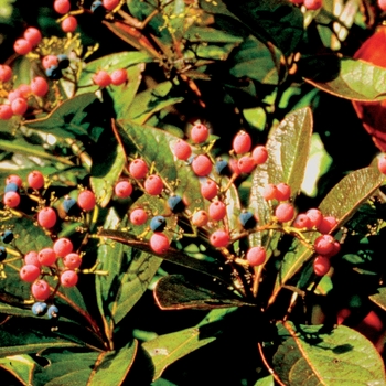 Viburnum nudum 'Winterthur' (022279)