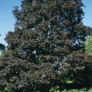 Acer platanoides 'Crimson King' (022285)