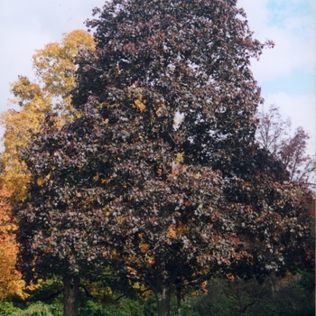 Acer platanoides 'Crimson King' (022286)