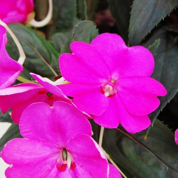 Impatiens SunPatiens® '' (022291)