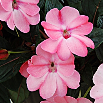 Impatiens SunPatiens® '' (022292)