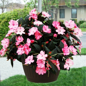 Impatiens SunPatiens® '' (022293)