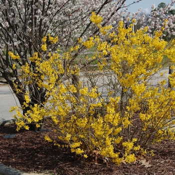 Forsythia x intermedia 'Lynwood' (022550)