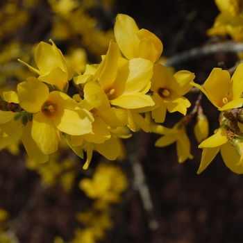 Forsythia x intermedia 'Lynwood' (022552)